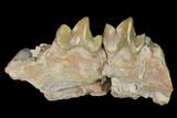 Rare, Fossil Bear Dog (Daphoenus) Jaw Section - South Dakota #143949-1
